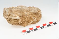 Foto von Stein (NHMW-PRAE-003434e)